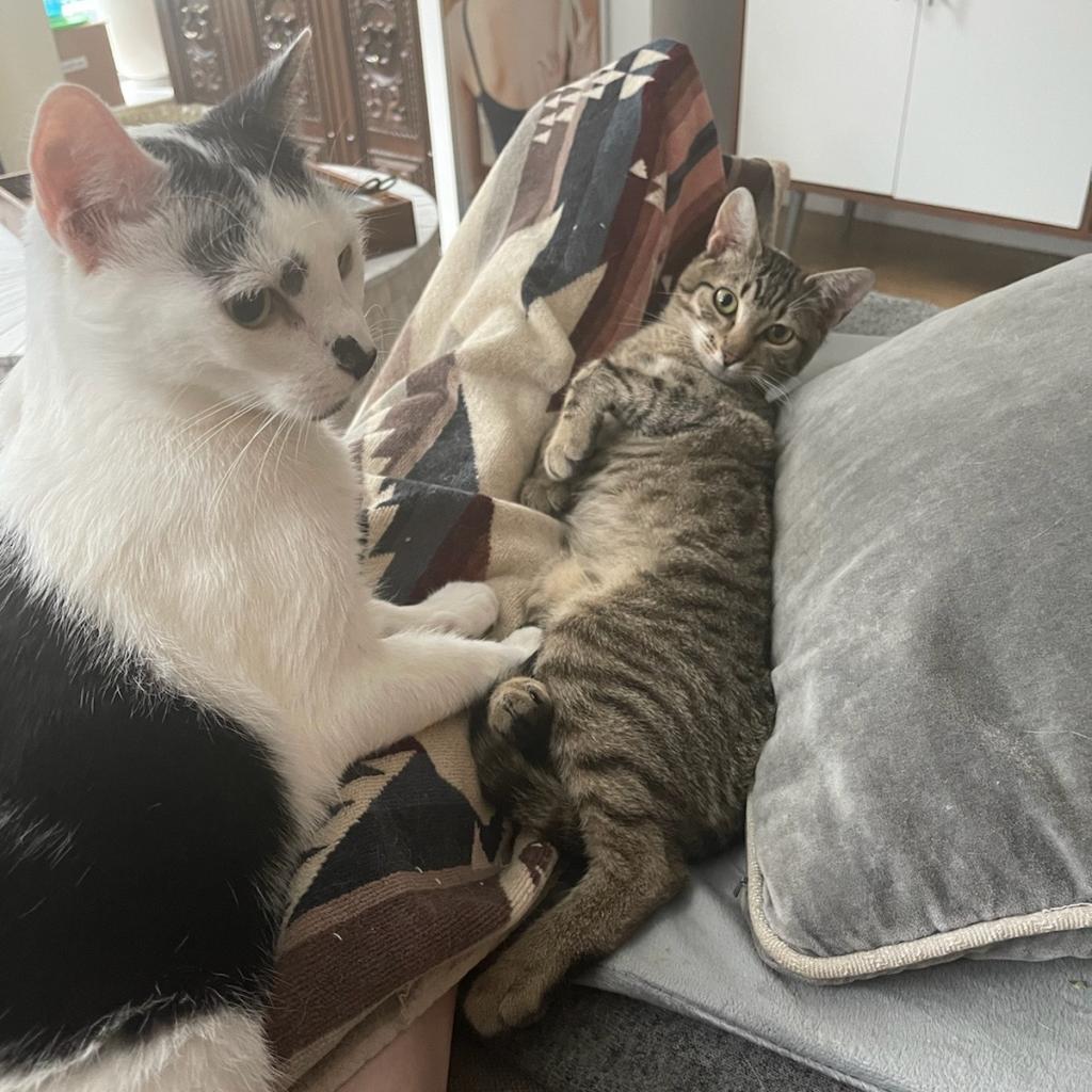 Enlarge Pepper, a Adoptable Domestic Short Hair in Wantagh, NY image 4/4