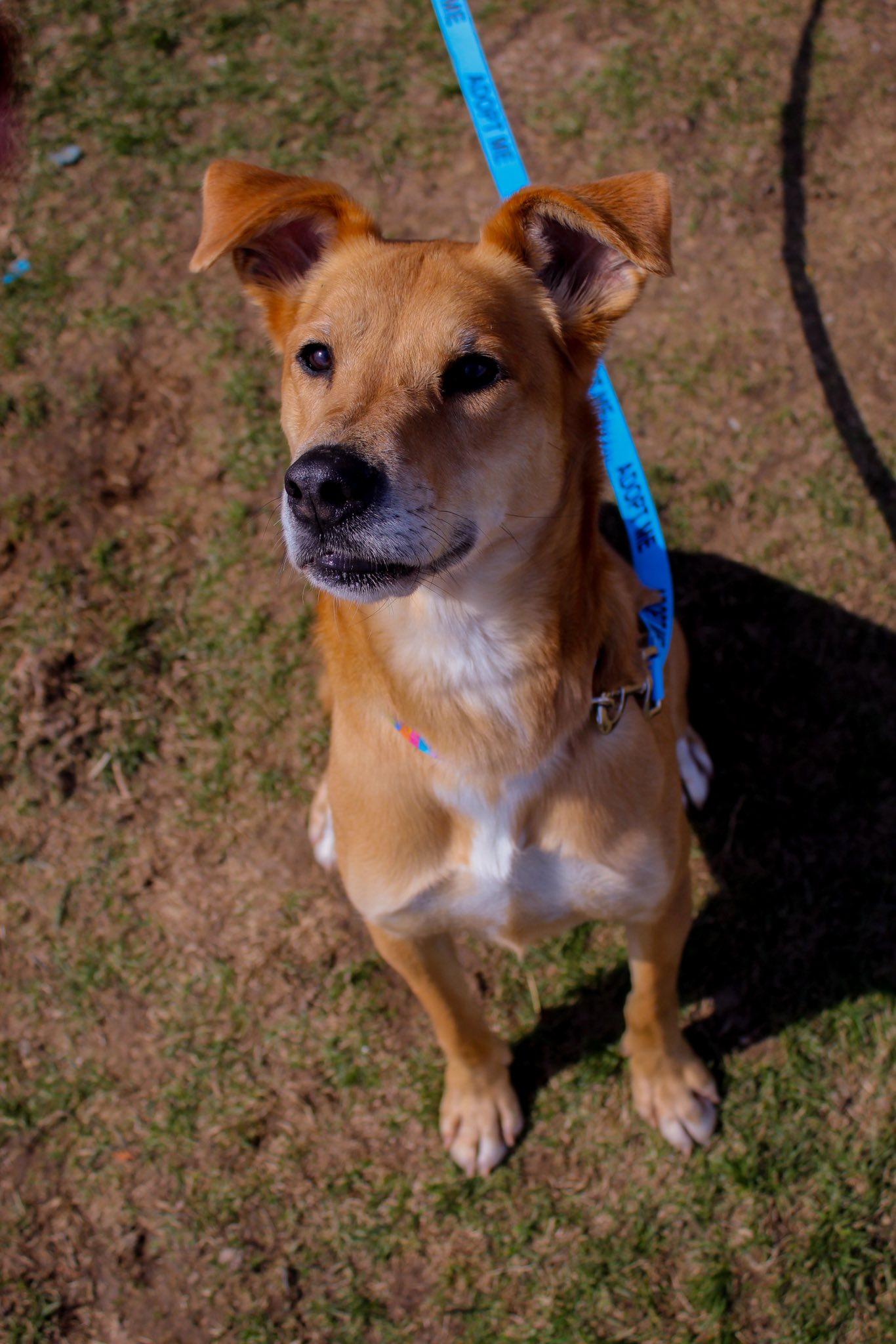 Enlarge Rooster, an adopted mixed breed in Chilton, WI image 5/6