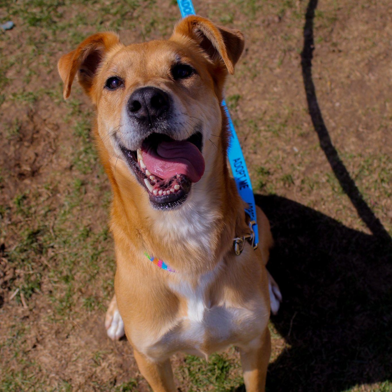 Enlarge Rooster, an adopted mixed breed in Chilton, WI image 1/6