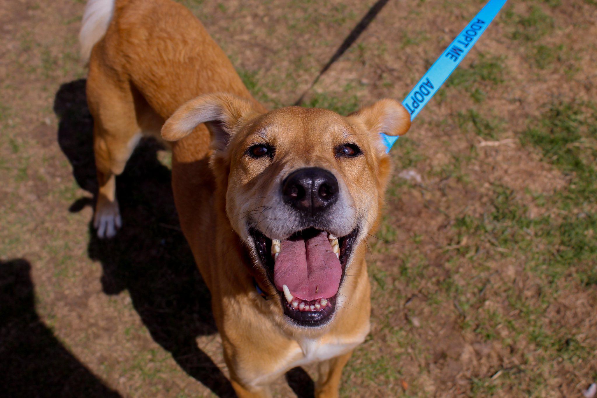 Enlarge Rooster, an adopted mixed breed in Chilton, WI image 4/6