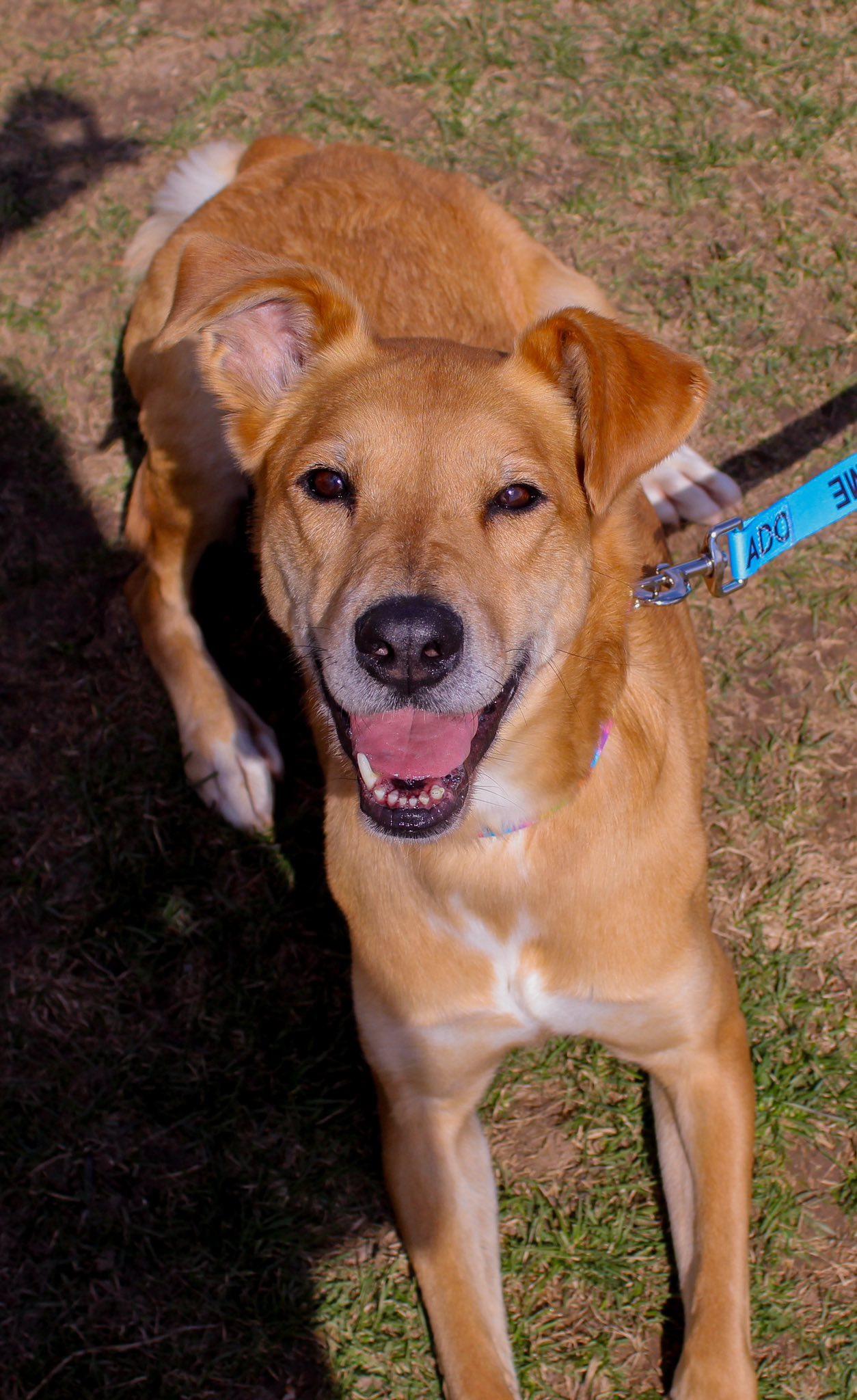 Rooster, Adoptable, Adult Female Labrador Retriever & Border Collie.