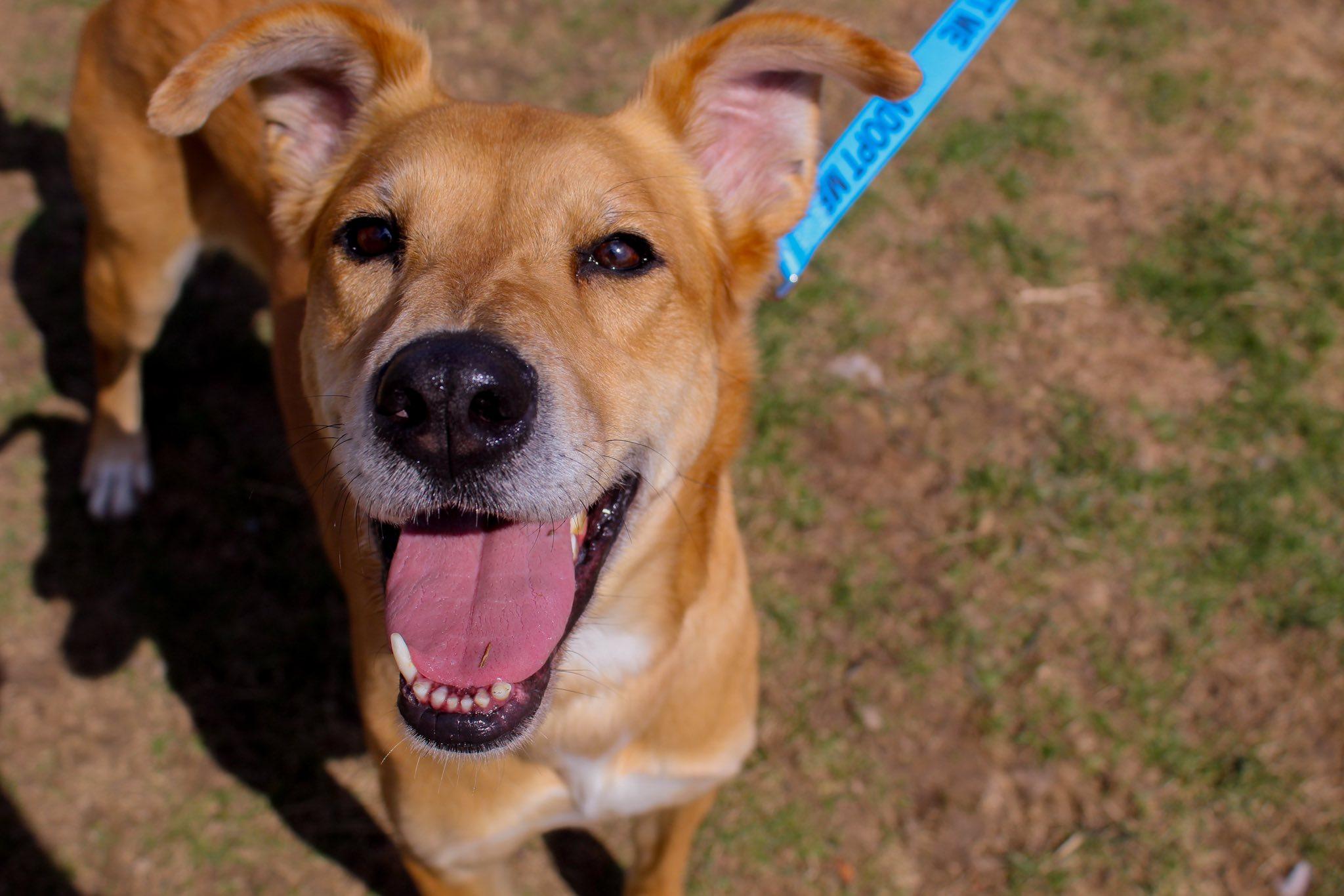 Enlarge Rooster, an adopted mixed breed in Chilton, WI image 3/6