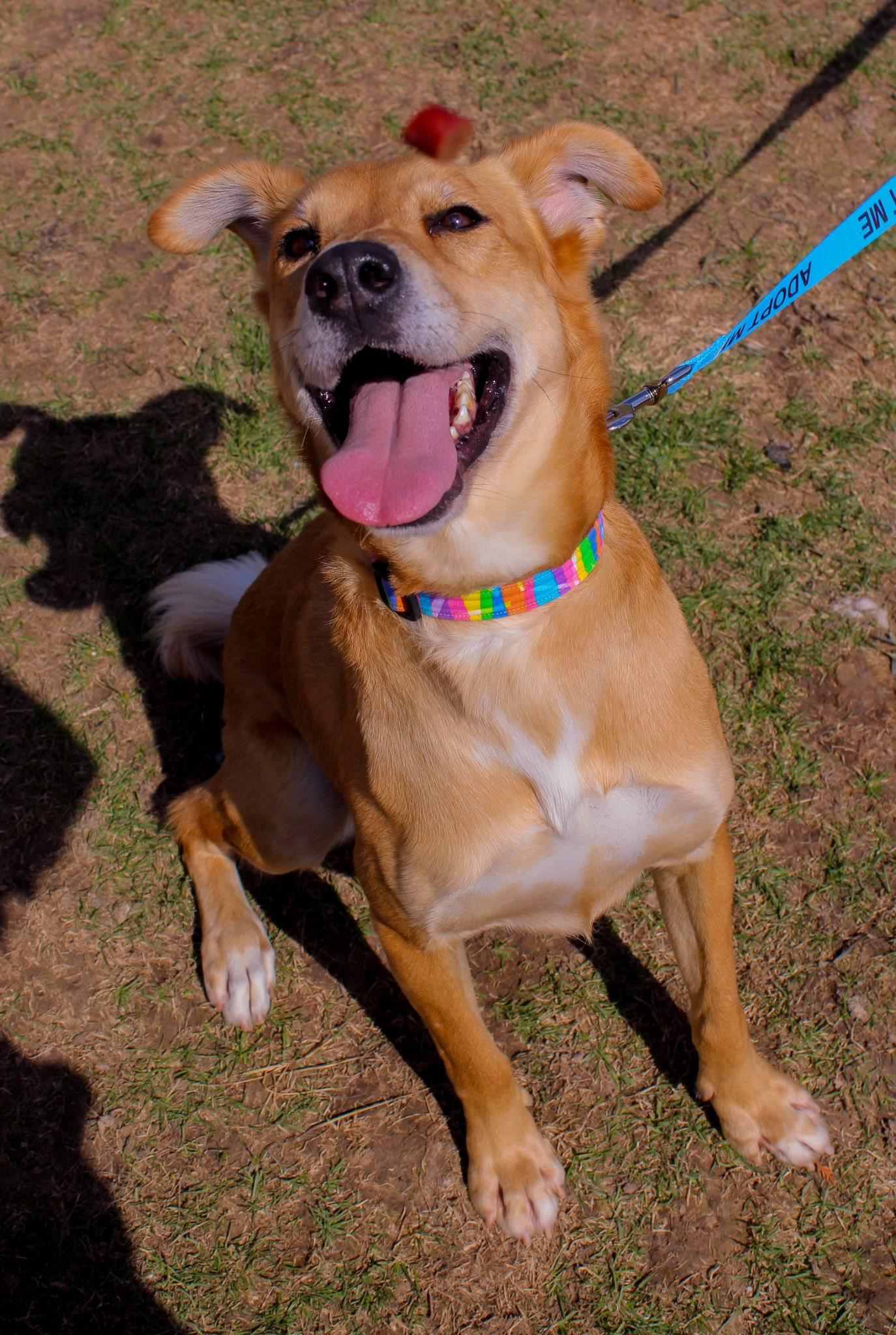 Enlarge Rooster, an adopted mixed breed in Chilton, WI image 2/6