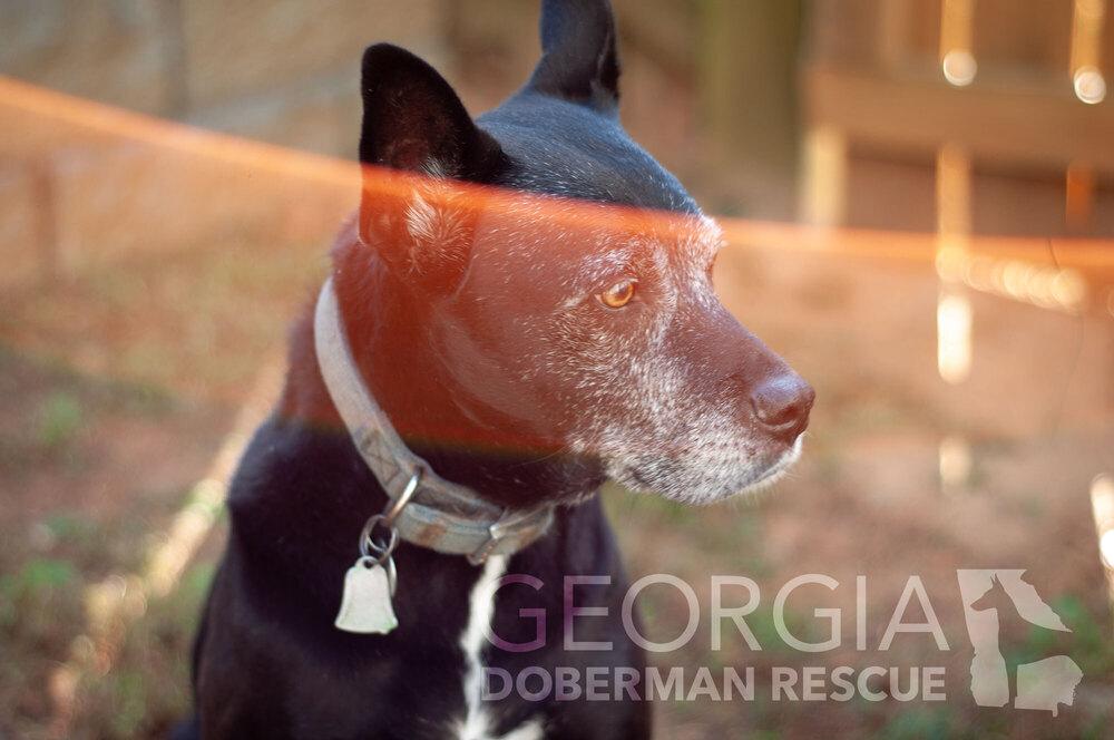 Kokie, Adoptable, Senior Female Terrier.