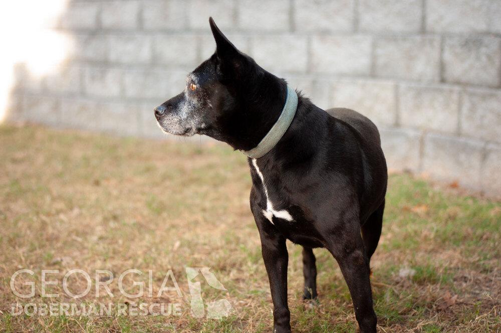 Kokie, a Adoptable mixed breed in Douglasville, GA image 2/6
