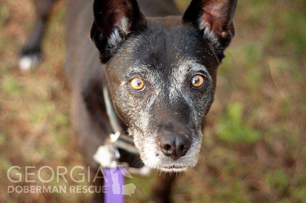 Kokie, a Adoptable mixed breed in Douglasville, GA image 3/6