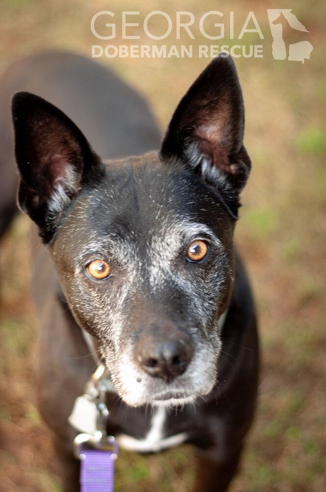 Kokie, a Adoptable mixed breed in Douglasville, GA image 4/6