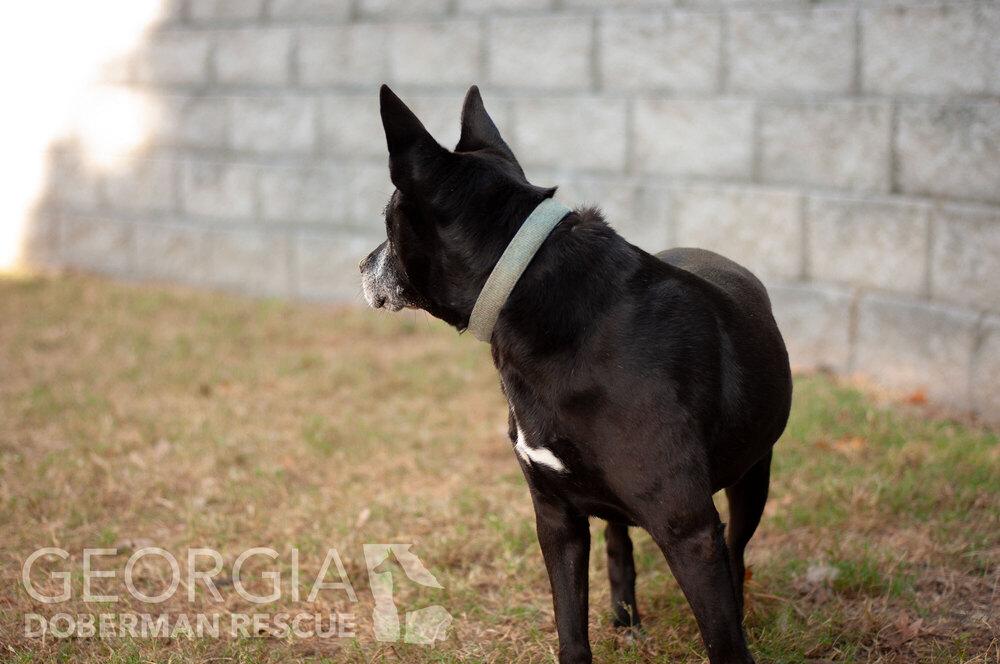 Kokie, a Adoptable mixed breed in Douglasville, GA image 5/6