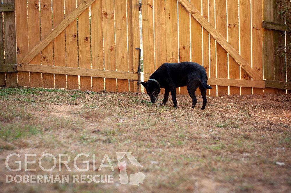 Kokie, a Adoptable mixed breed in Douglasville, GA image 6/6