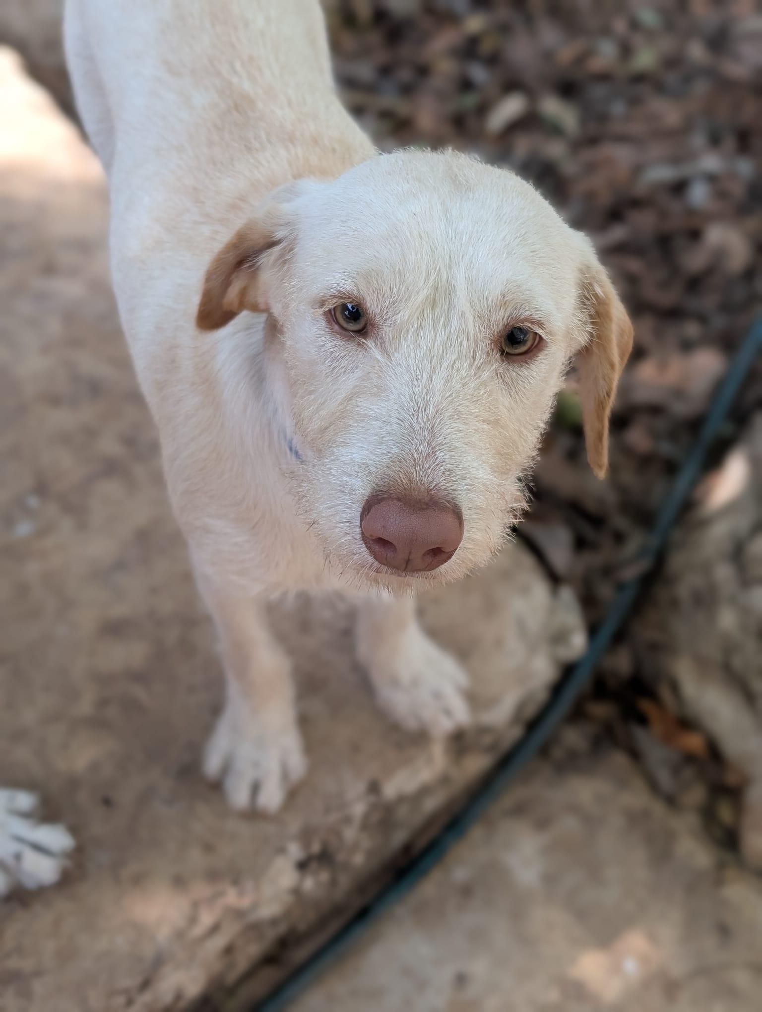 Enlarge Emma (Foster-to-Adopt), a ADOPTABLE mixed breed in Mississauga, ON image 4/4