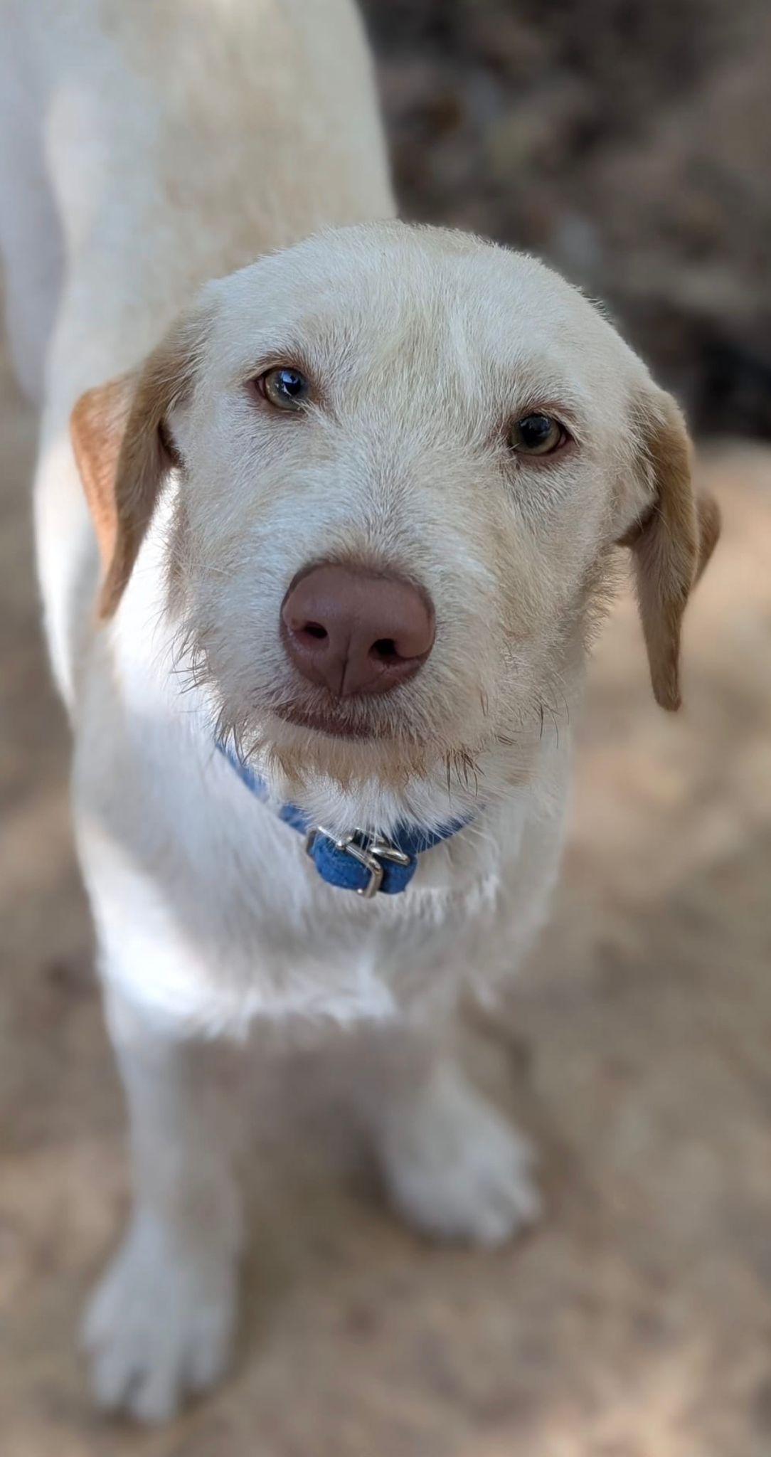 Enlarge Emma (Foster-to-Adopt), a ADOPTABLE mixed breed in Mississauga, ON image 2/4