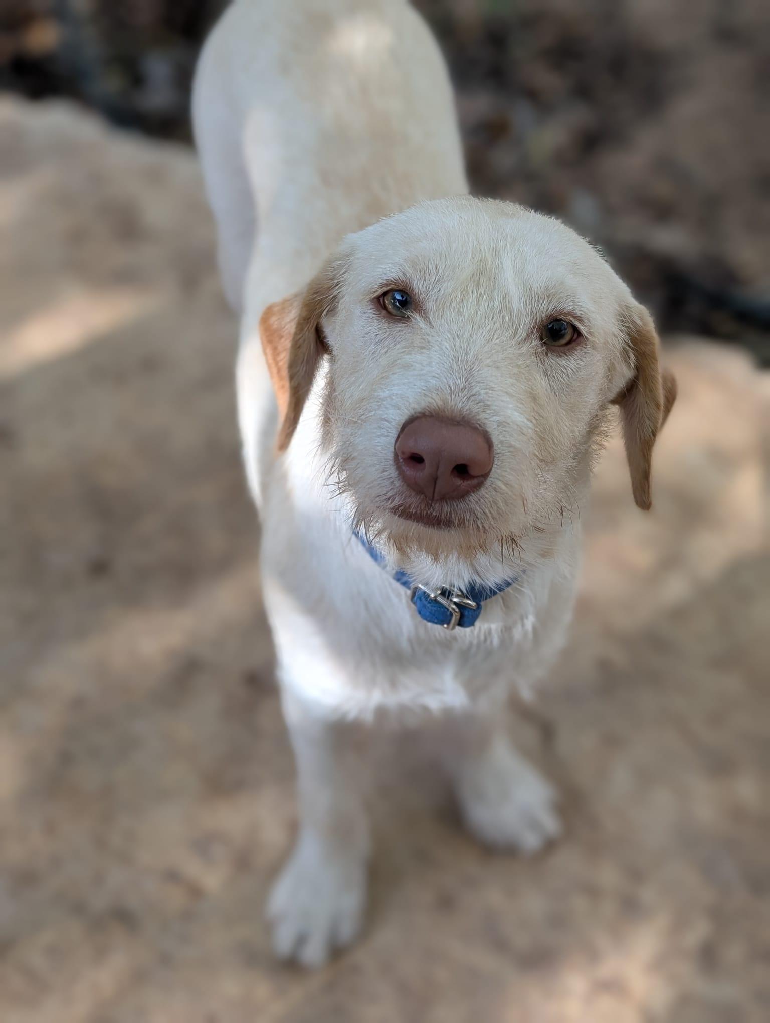 Enlarge Emma (Foster-to-Adopt), a ADOPTABLE mixed breed in Mississauga, ON image 3/4