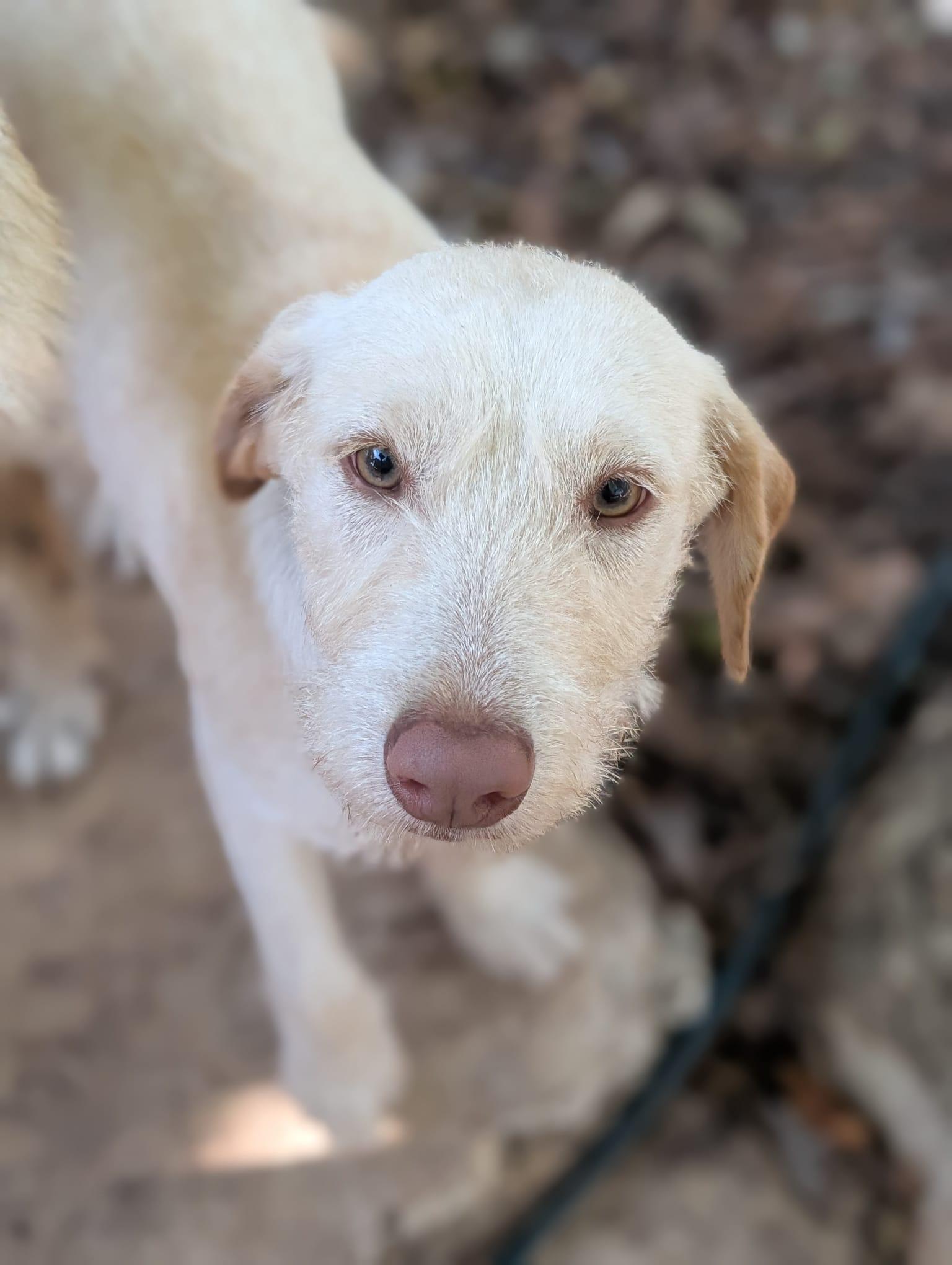 Emma (Foster-to-Adopt), ADOPTABLE, Young Female Terrier.