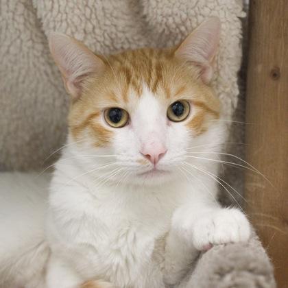 Astro (bonded with Cosmo), a Adoptable mixed breed in Verona, WI image 1/3