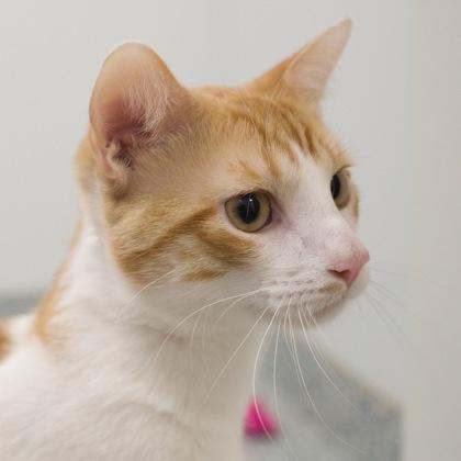 Astro (bonded with Cosmo), a Adoptable mixed breed in Verona, WI image 2/3
