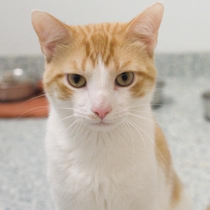 Astro (bonded with Cosmo), a Adoptable mixed breed in Verona, WI image 3/3