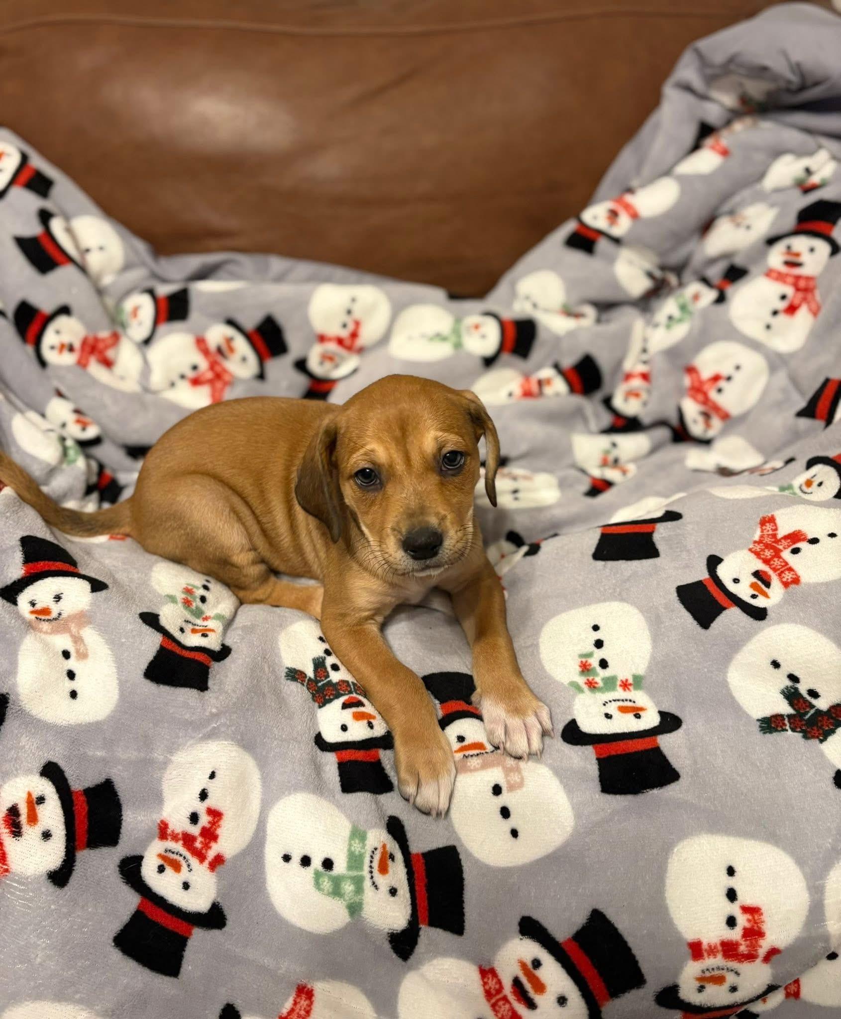 Albies, Adoptable, Puppy Female Hound.