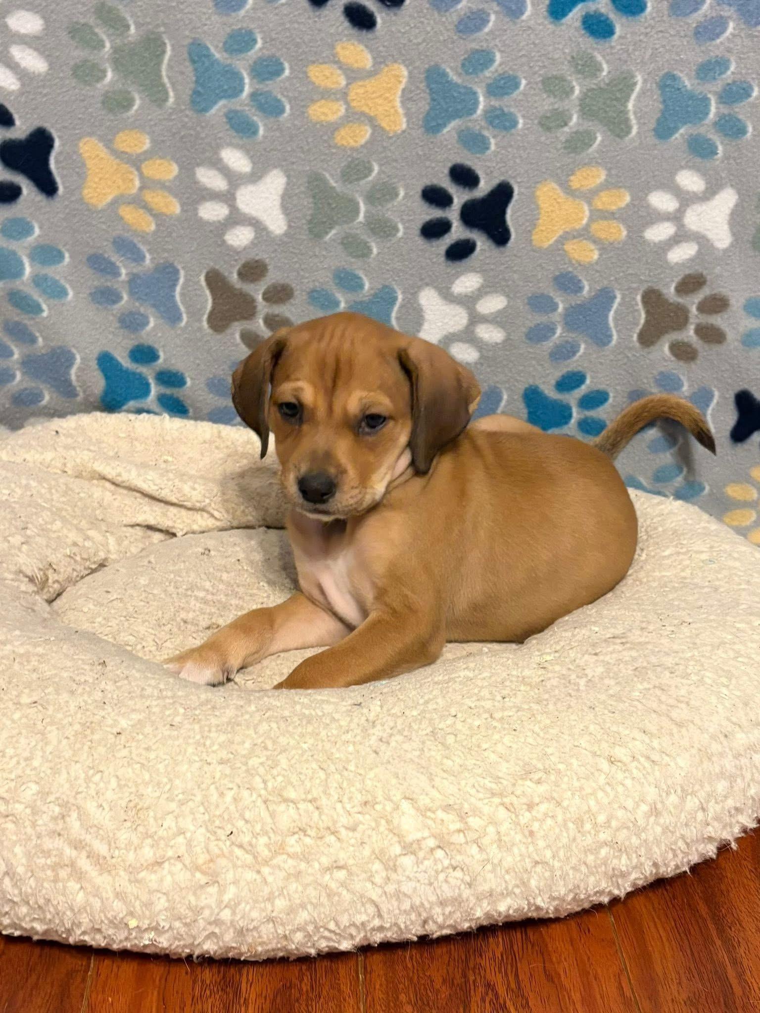 Enlarge Albies, a Adoptable mixed breed in Berlin, NJ image 2/3