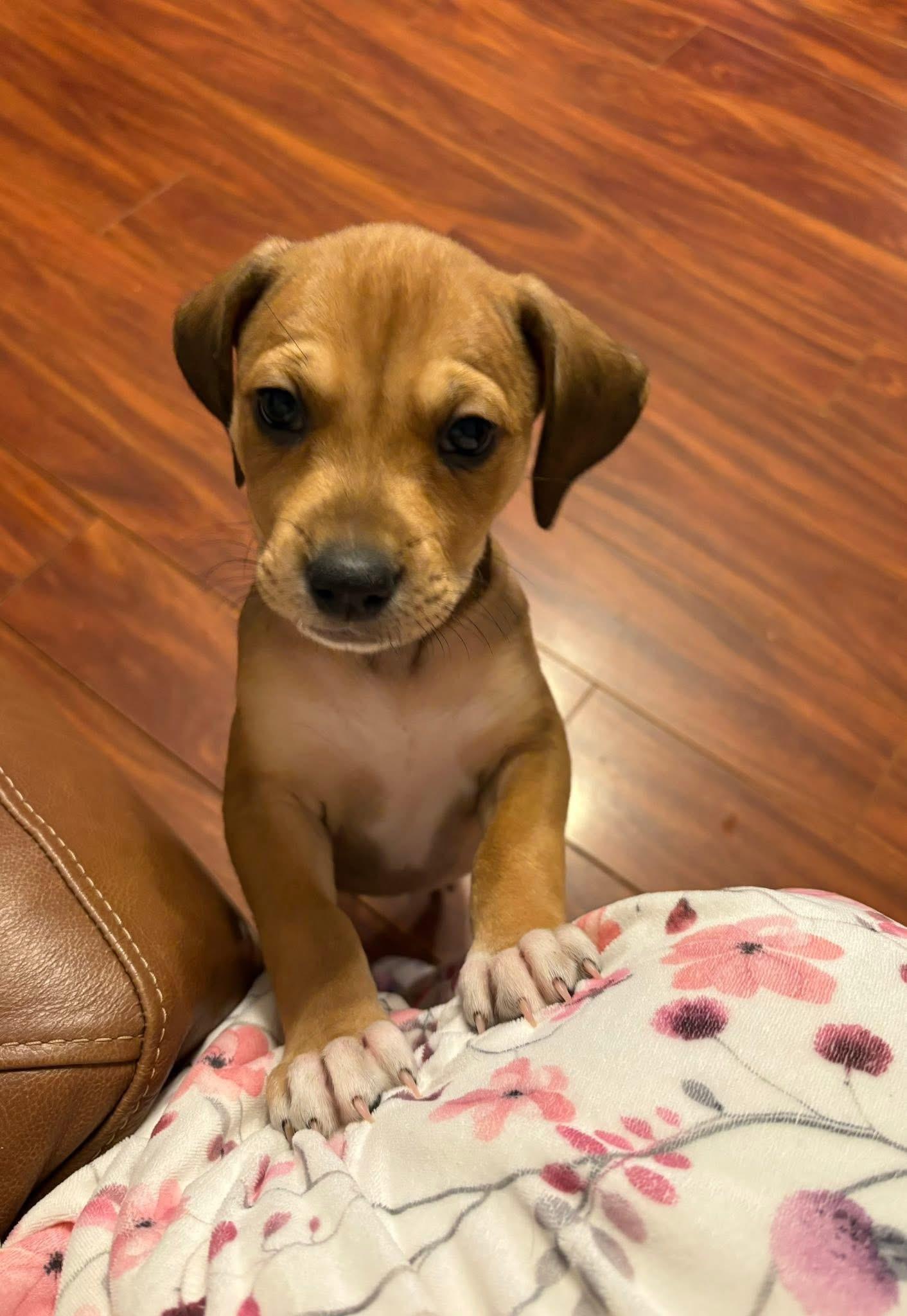 Enlarge Albies, a Adoptable mixed breed in Berlin, NJ image 3/3