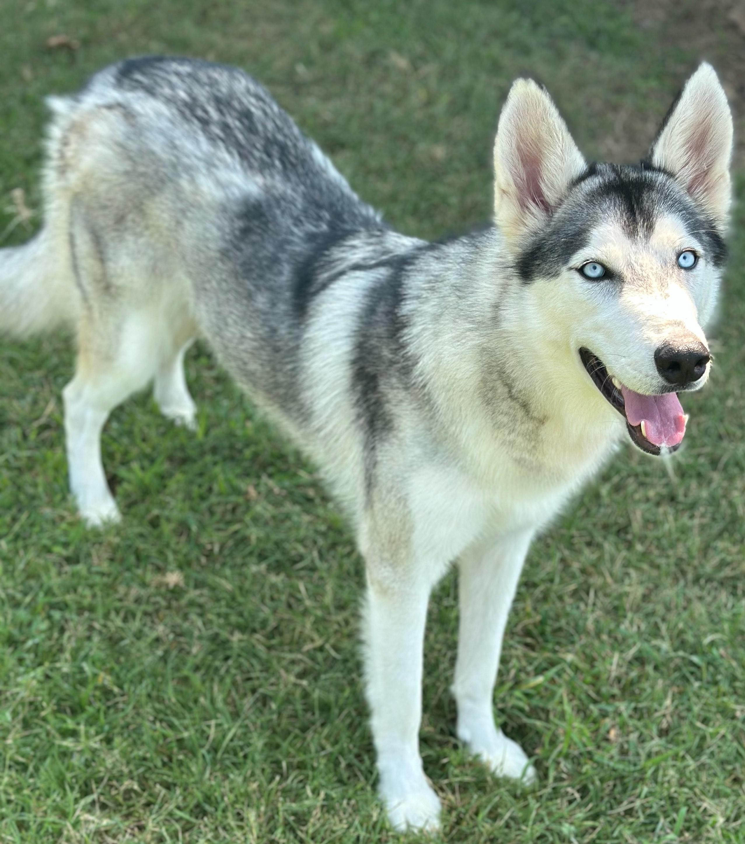 Photo of Young Female Siberian Husky