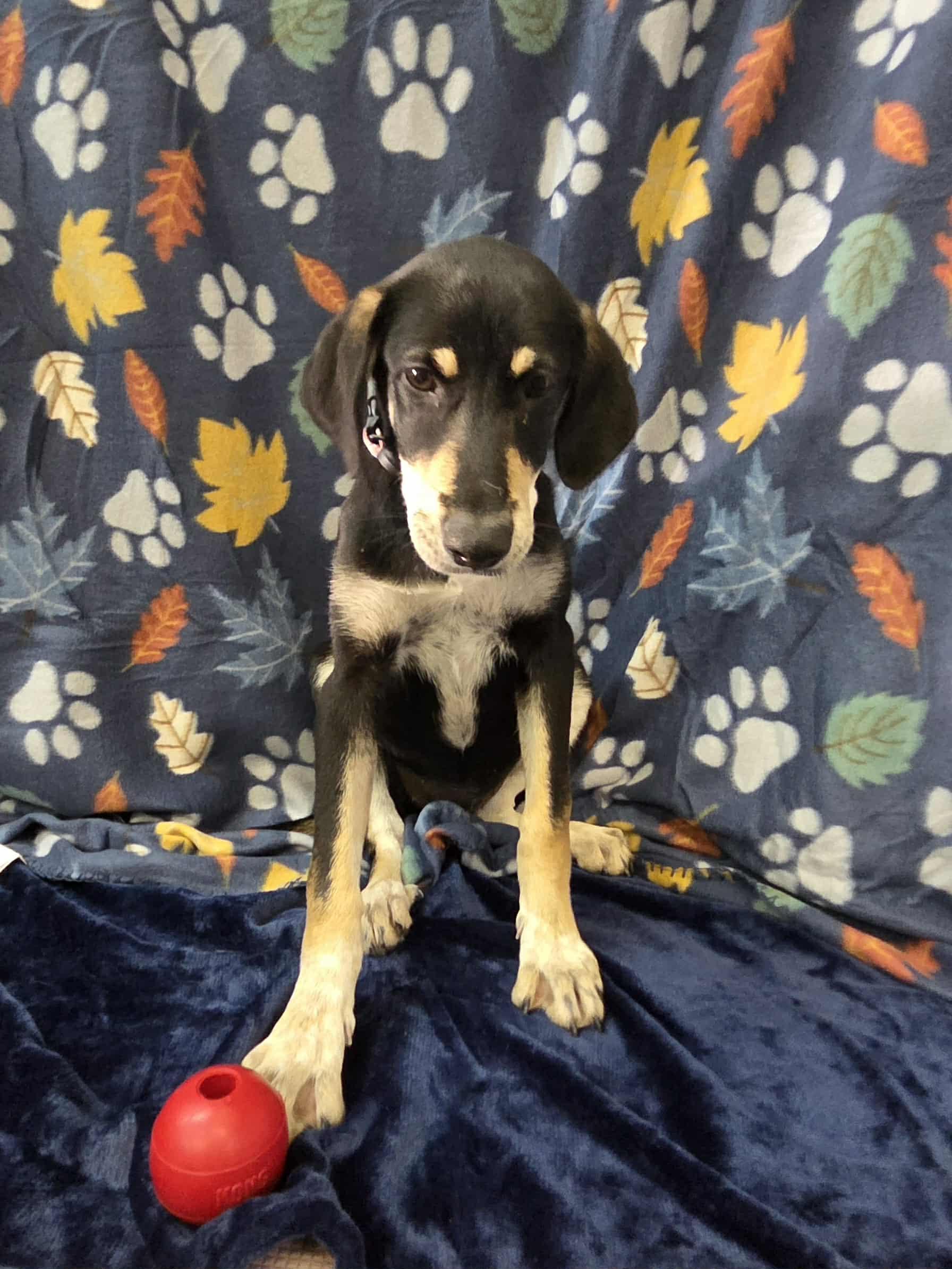 Callie the Hound Mix!