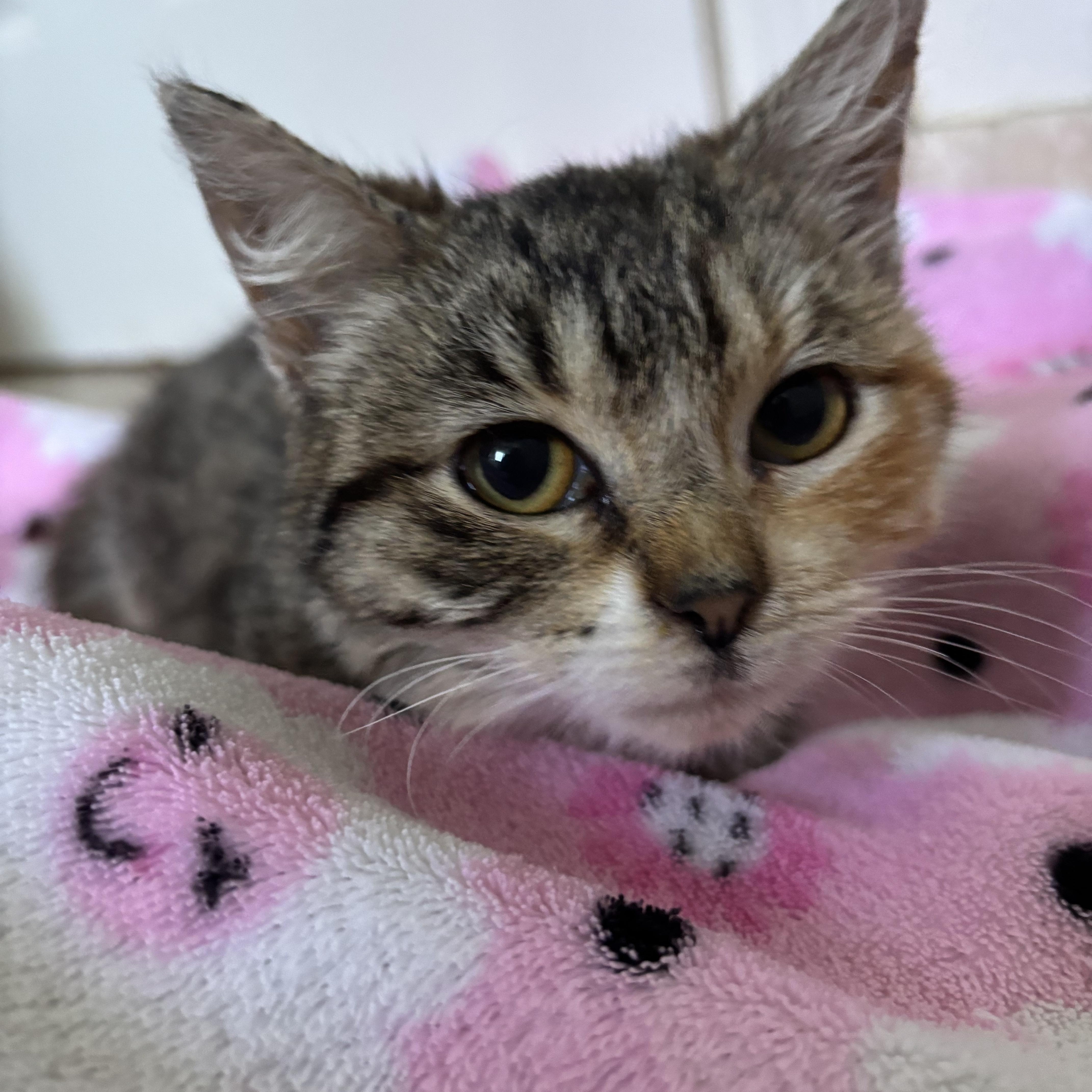 Suki (Foster to Adopt), a Adoptable Domestic Medium Hair in Union City, CA image 2/2