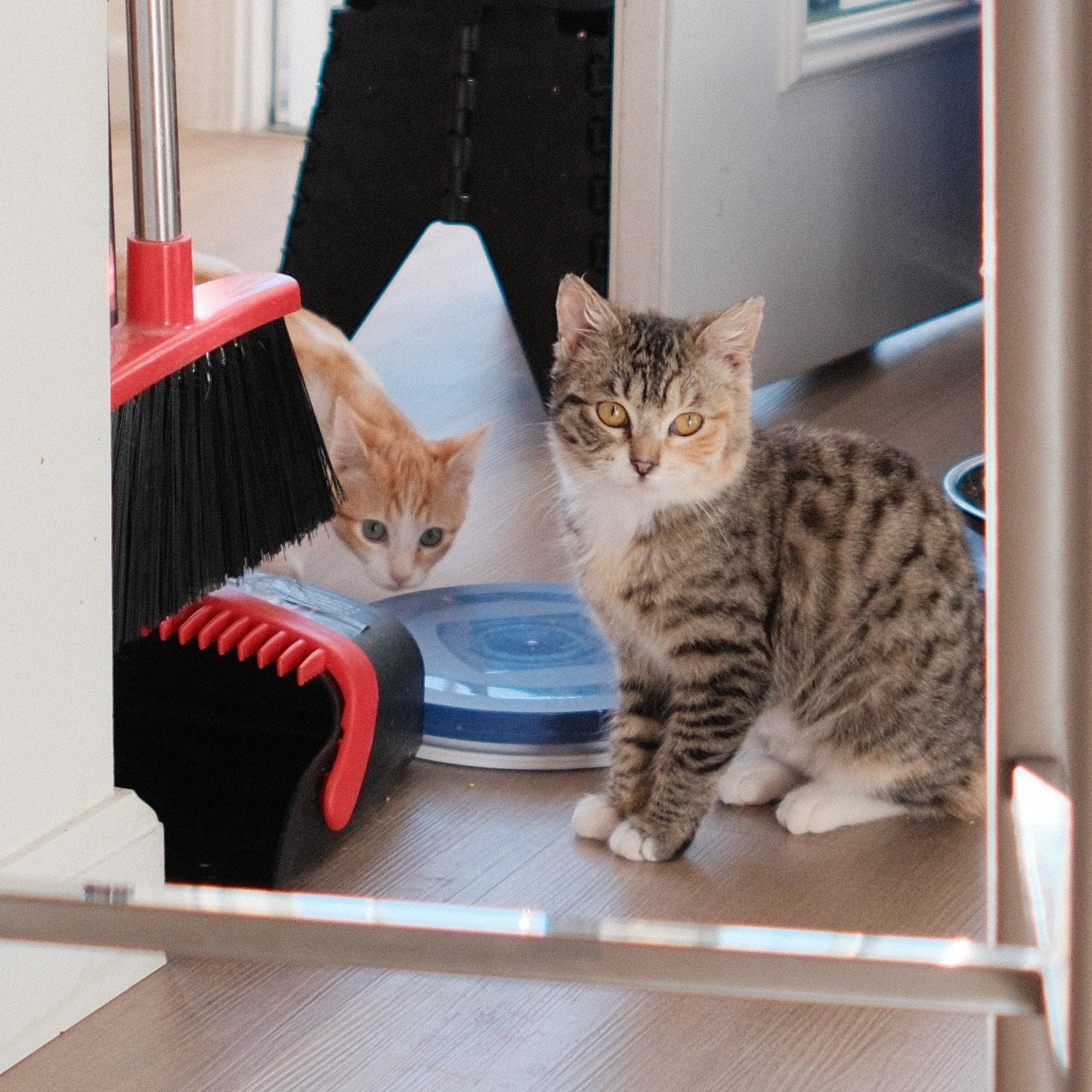 Suki, an adopted Domestic Medium Hair in Union City, CA image 3/4