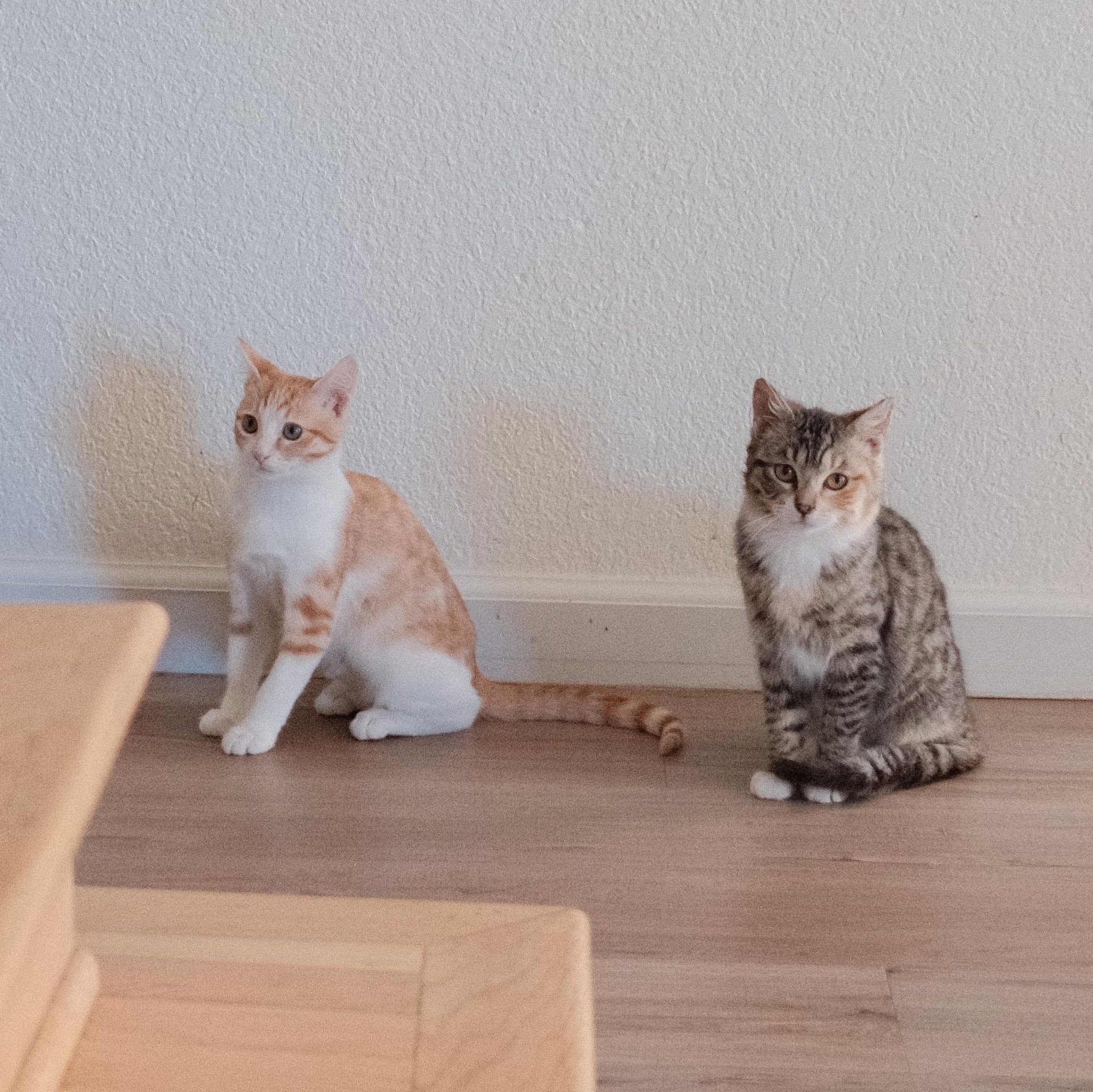 Suki, an adopted Domestic Medium Hair in Union City, CA image 4/4