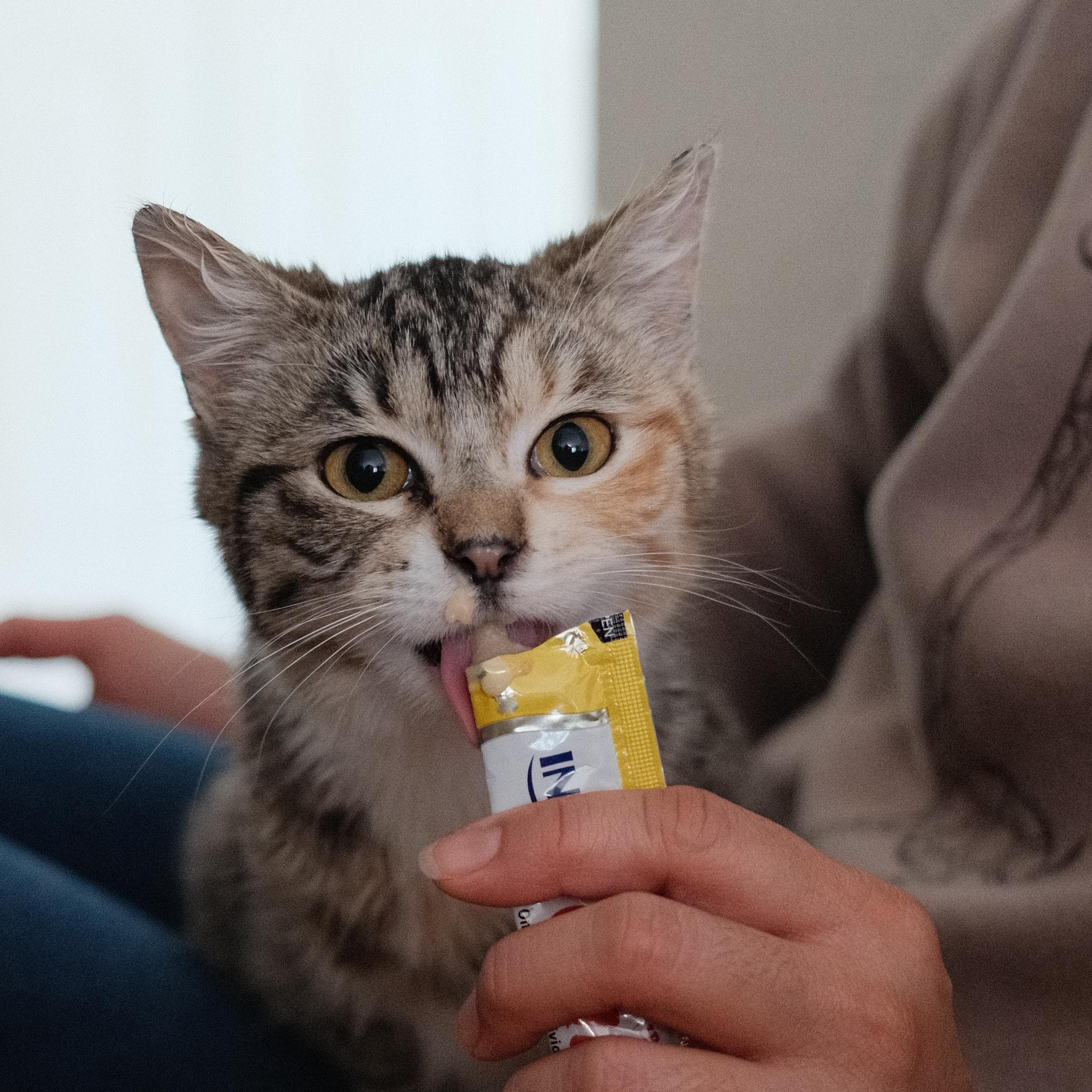 Suki, adopted, Kitten Female Domestic Medium Hair.