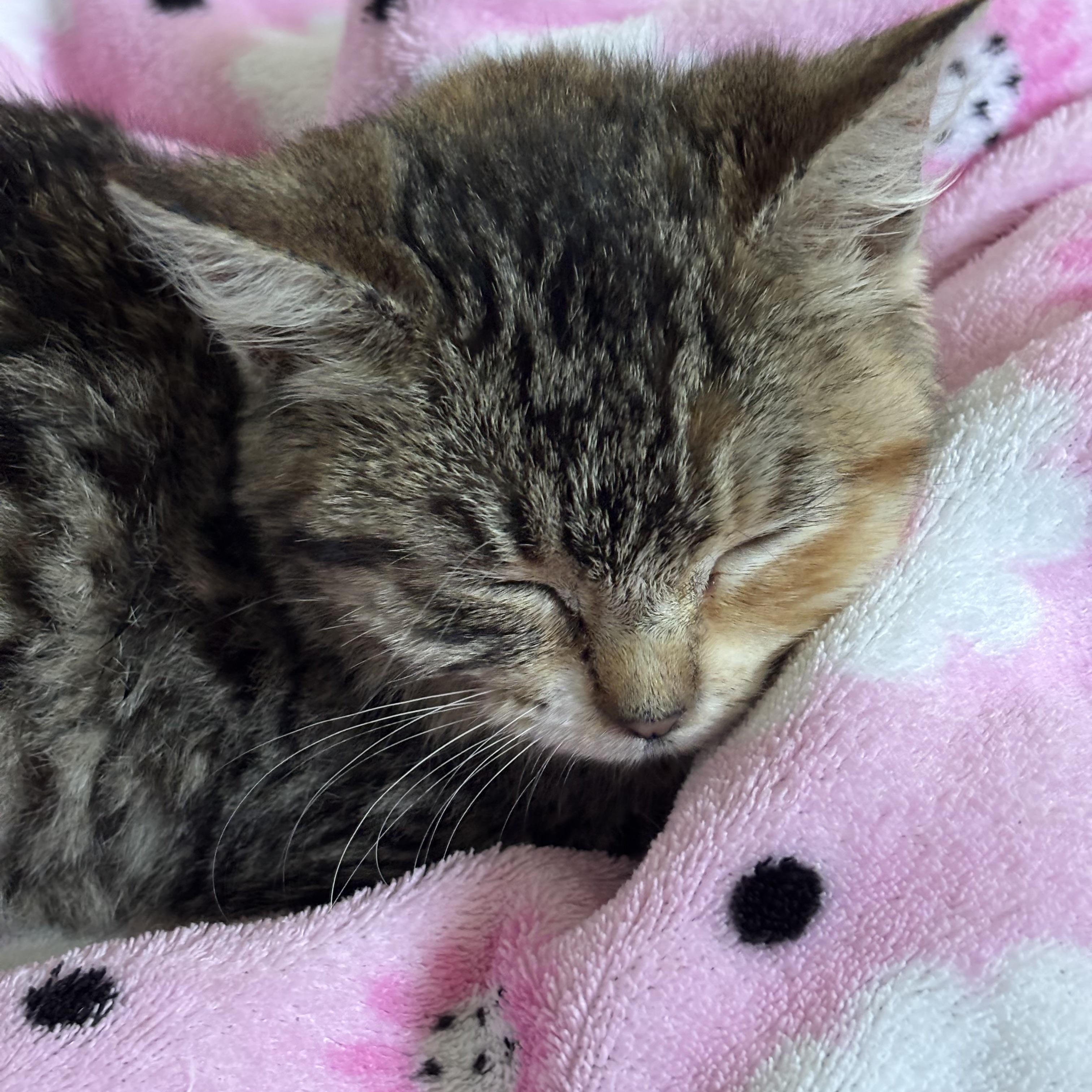 Suki (Foster to Adopt), a Adoptable Domestic Medium Hair in Union City, CA image 1/2