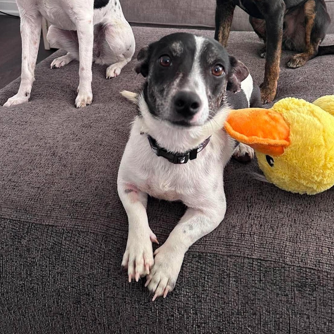 Enlarge Oreo, a Adoptable mixed breed in Hamilton, ON image 4/6