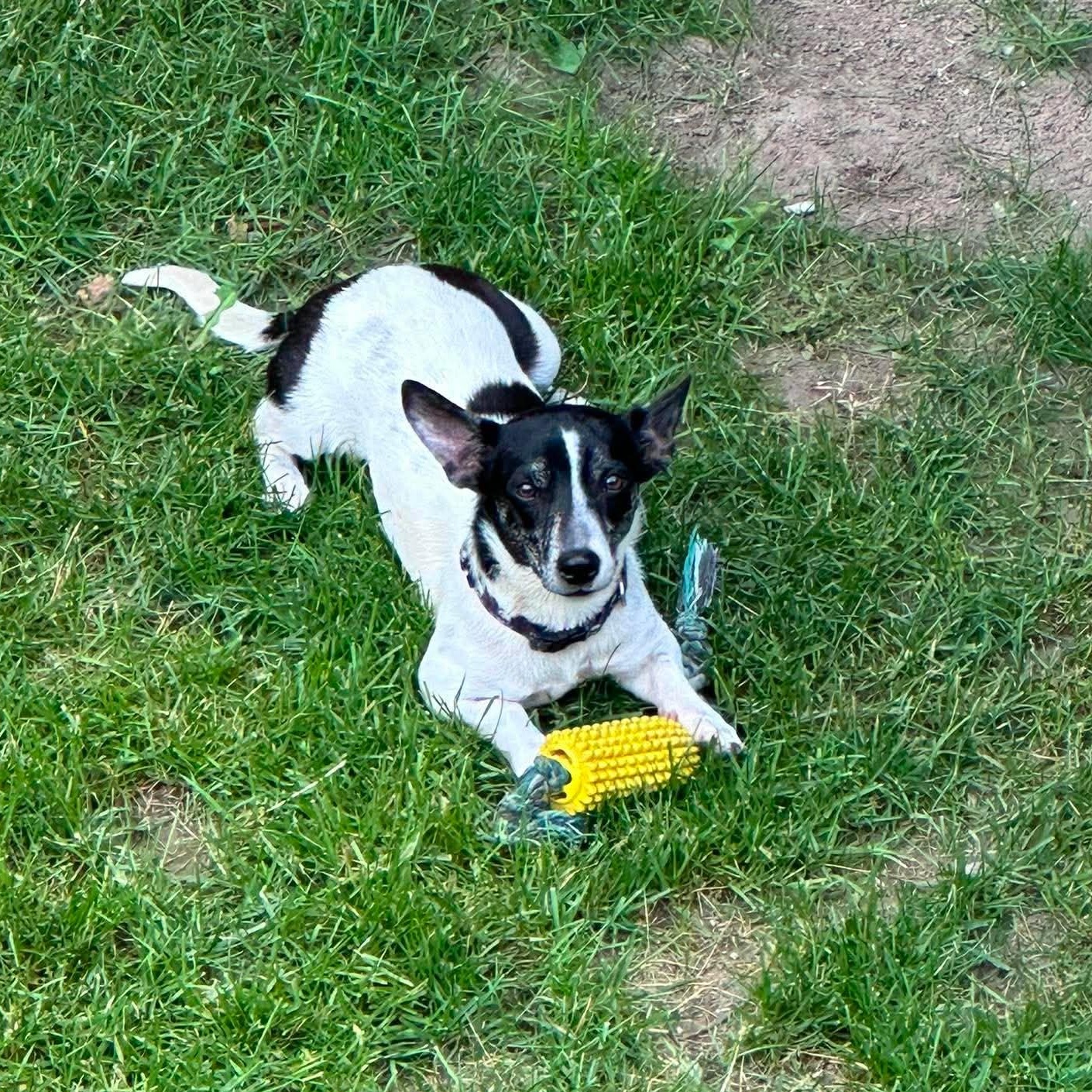 Enlarge Oreo, a Adoptable mixed breed in Hamilton, ON image 1/6