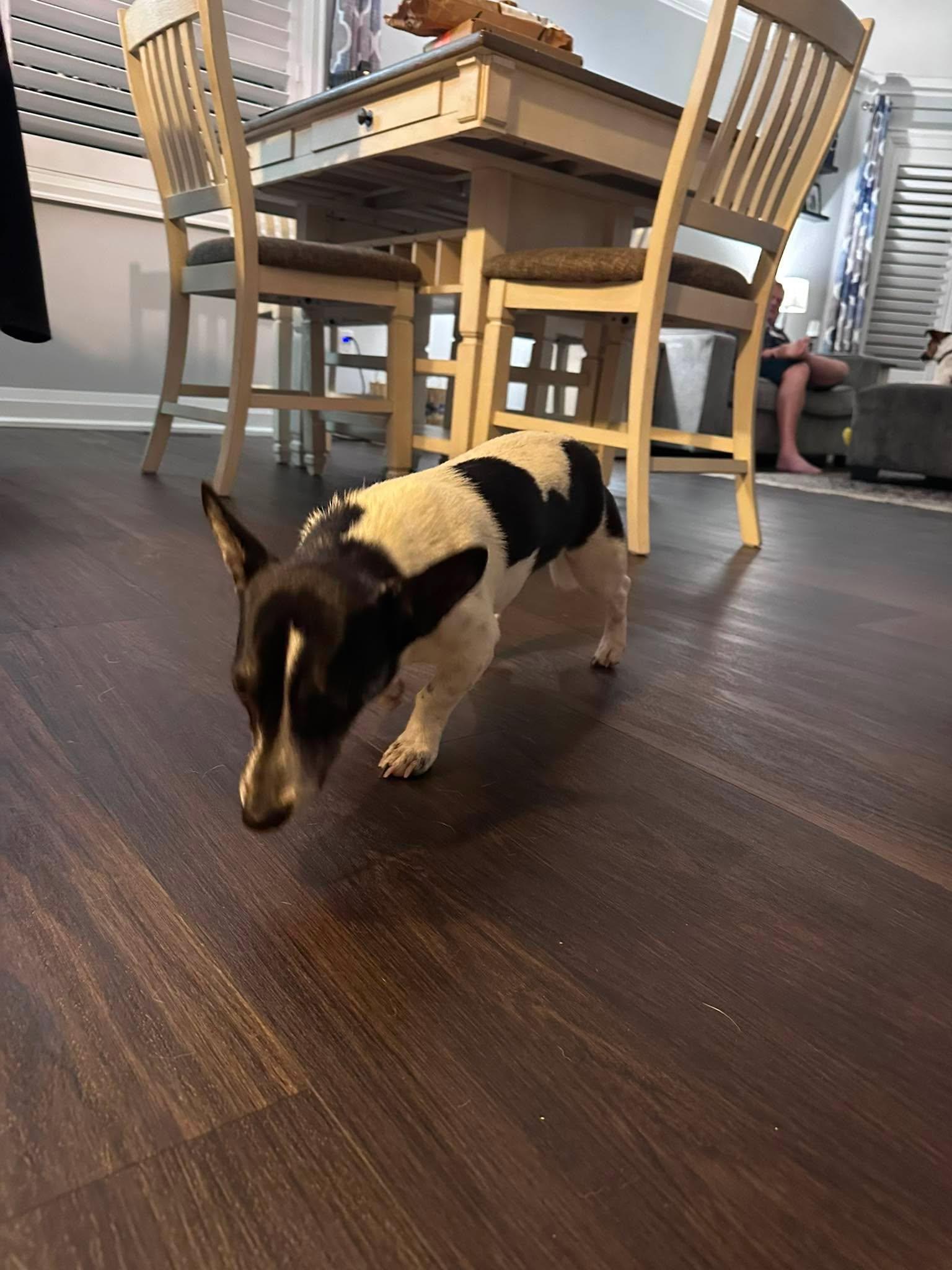 Enlarge Oreo, a Adoptable mixed breed in Hamilton, ON image 2/6