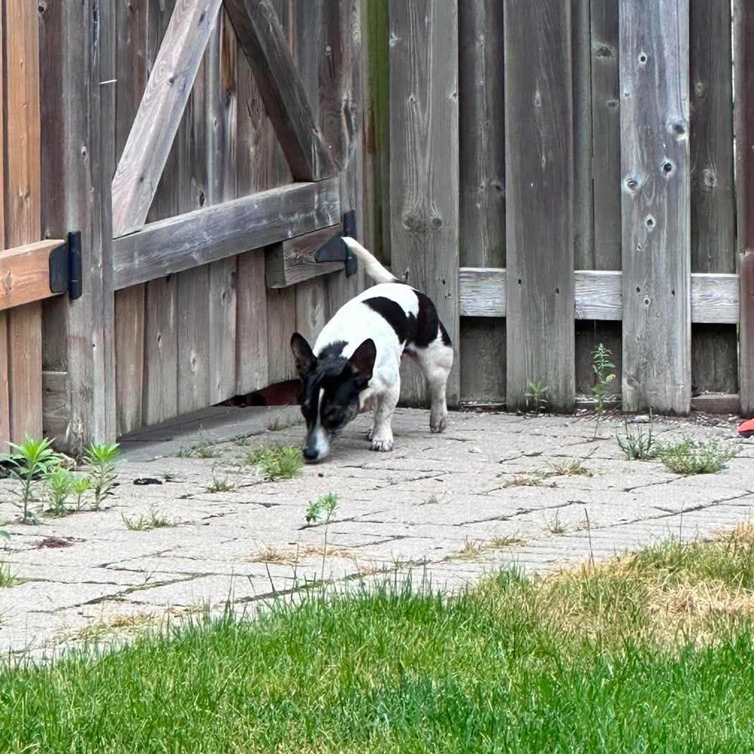 Enlarge Oreo, a Adoptable mixed breed in Hamilton, ON image 3/6