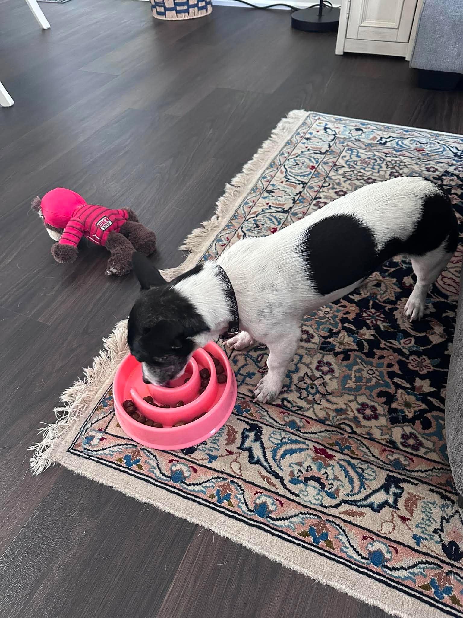 Enlarge Oreo, a Adoptable mixed breed in Hamilton, ON image 6/6