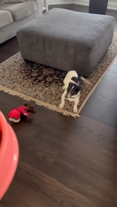 Enlarge Oreo, a Adoptable mixed breed in Hamilton, ON video 5/6
