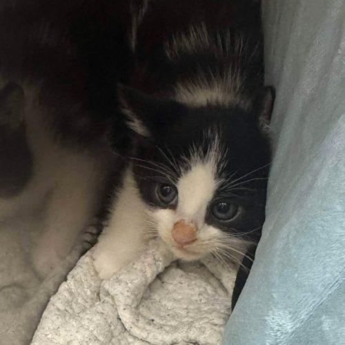 Enlarge JOSHUA TREE, a Adoptable Domestic Short Hair in Toronto, ON image 1/5