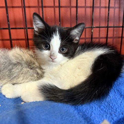 Enlarge JOSHUA TREE, a Adoptable Domestic Short Hair in Toronto, ON image 2/5