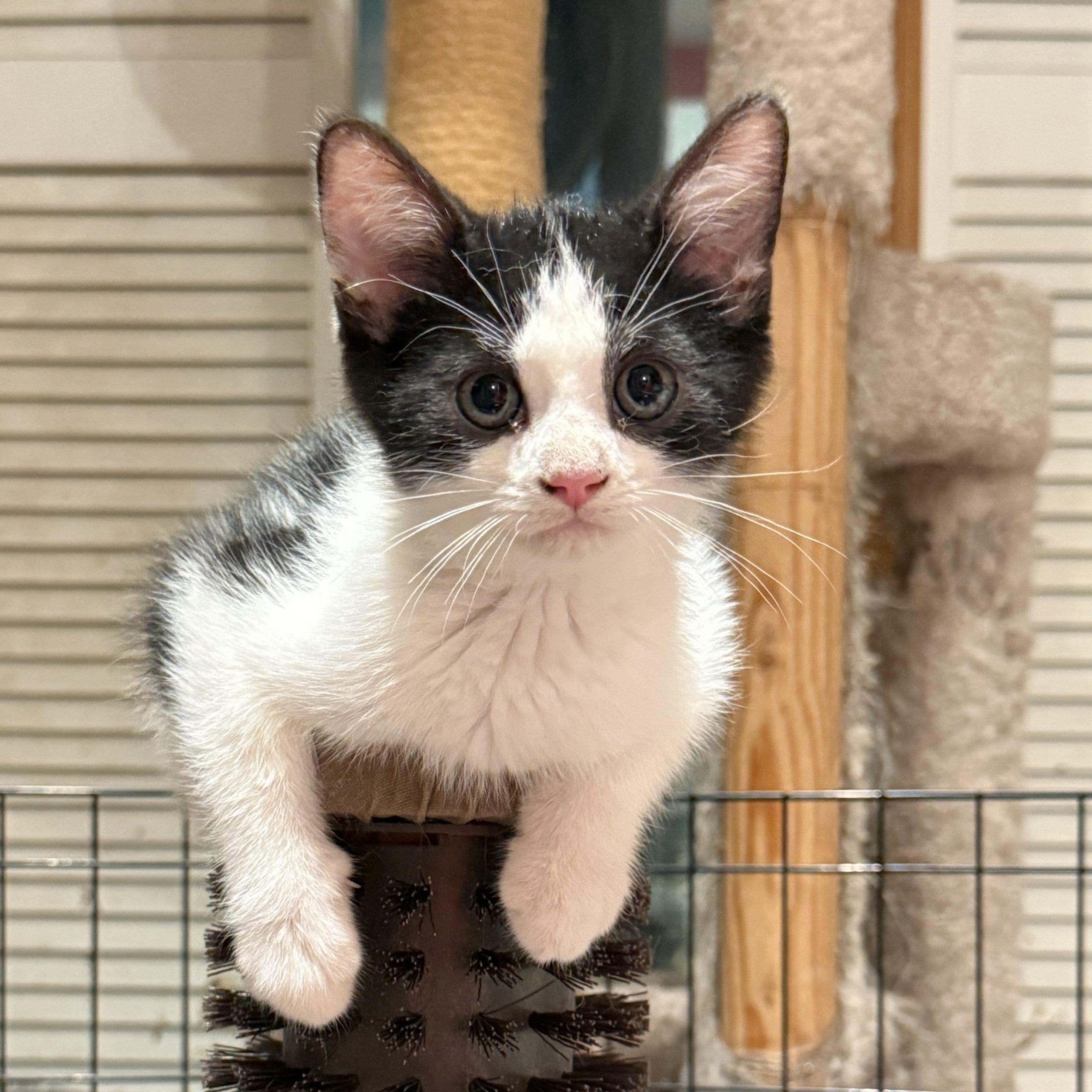 Enlarge JOSHUA TREE, a Adoptable Domestic Short Hair in Toronto, ON image 3/5