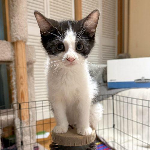 Enlarge JOSHUA TREE, a Adoptable Domestic Short Hair in Toronto, ON image 4/5