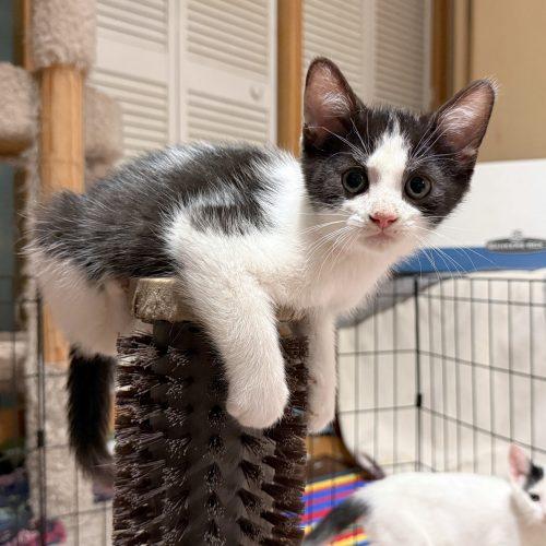 Enlarge JOSHUA TREE, a Adoptable Domestic Short Hair in Toronto, ON image 5/5