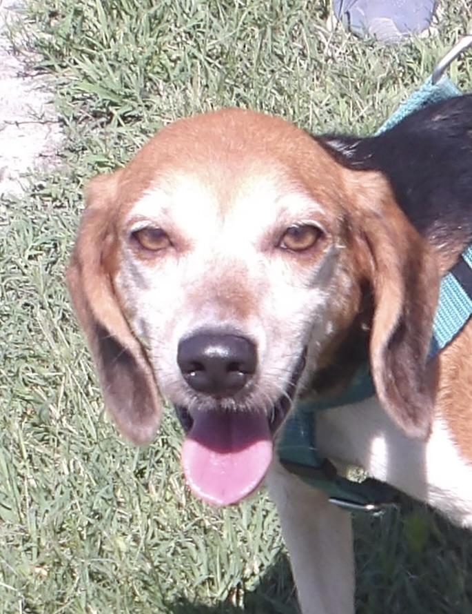 Rosemary, ADOPTABLE, Adult Female Beagle.