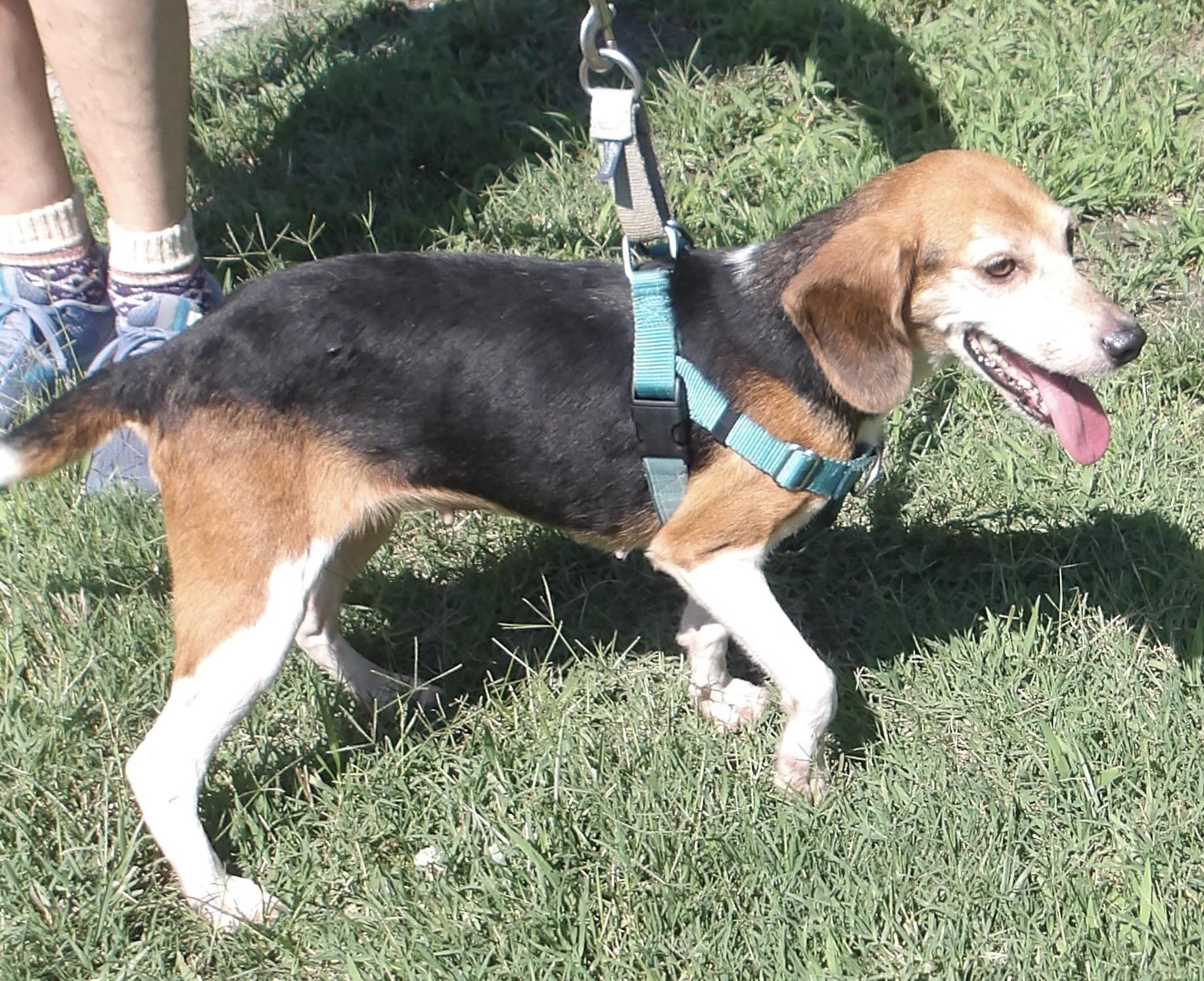 Enlarge Rosemary, a ADOPTABLE Beagle in Gloucester, VA image 3/6