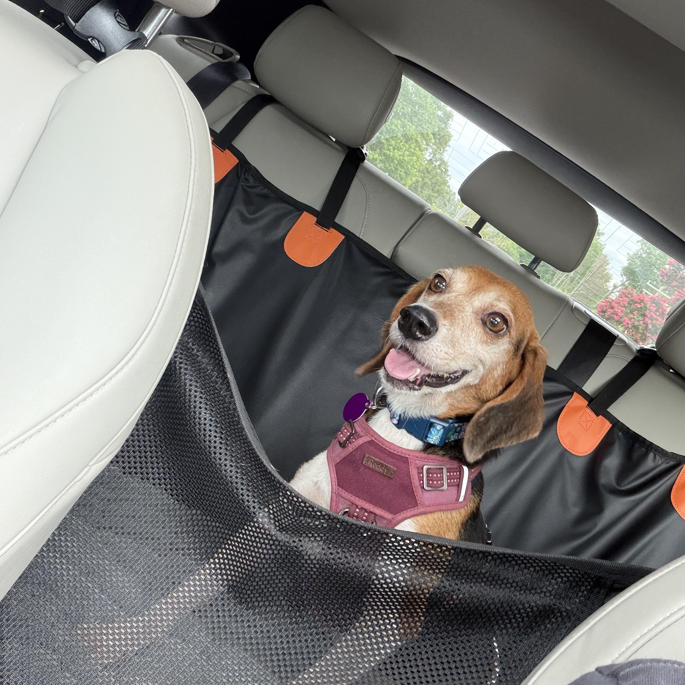 Enlarge Rosemary, an adopted Beagle in Gloucester, VA image 1/6