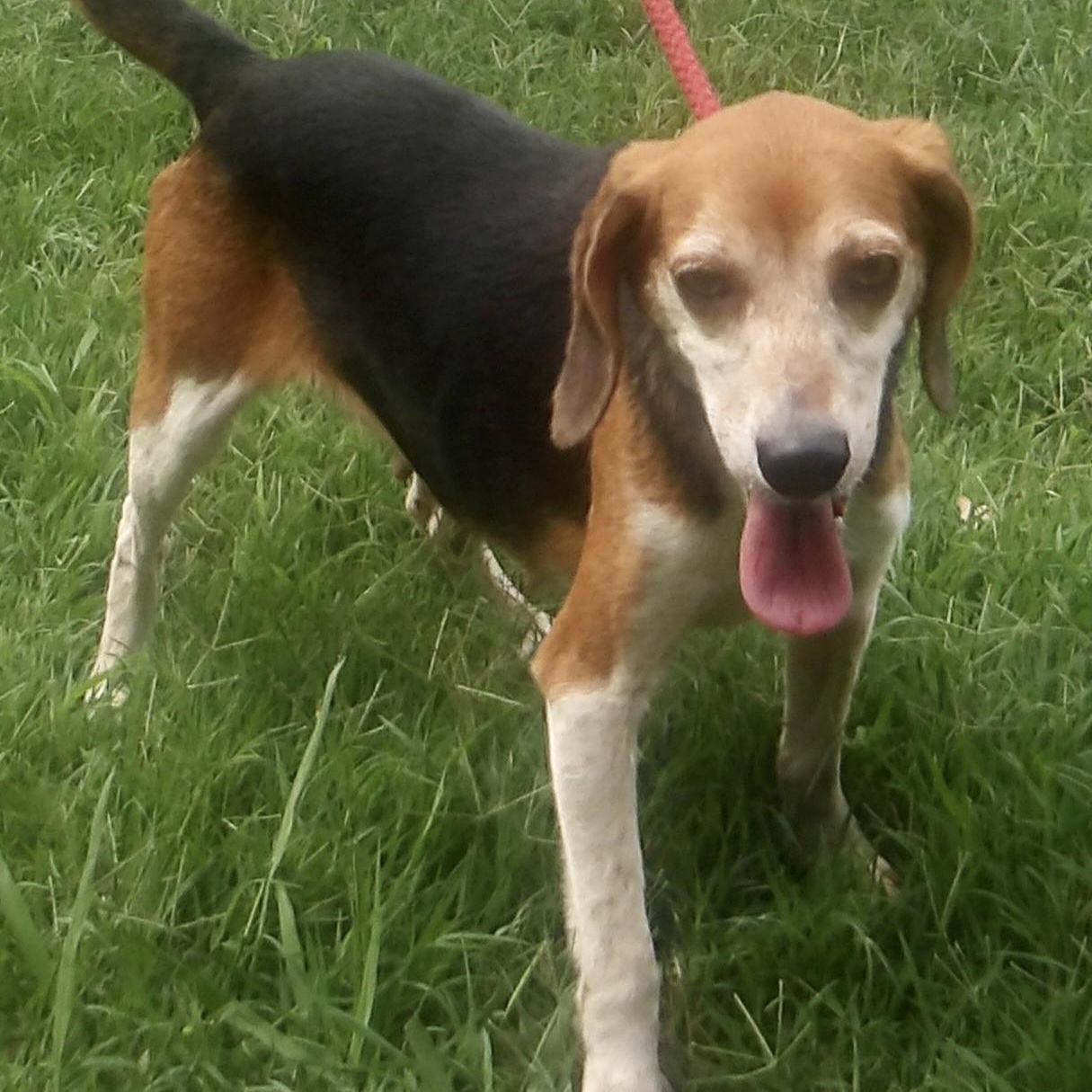 Enlarge Rosemary, a ADOPTABLE Beagle in Gloucester, VA image 6/6