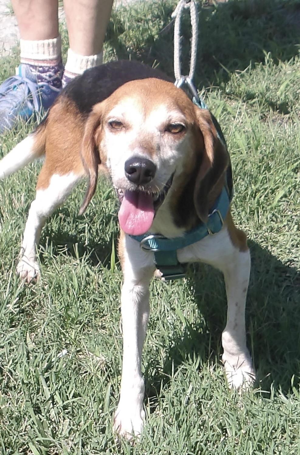 Enlarge Rosemary, a ADOPTABLE Beagle in Gloucester, VA image 2/6