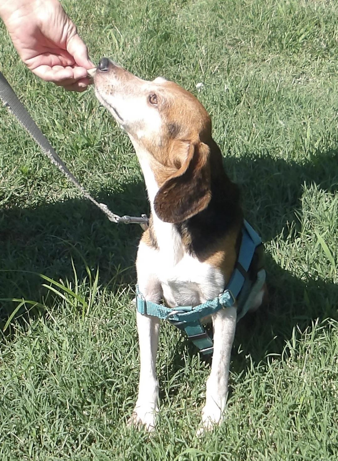Enlarge Rosemary, a ADOPTABLE Beagle in Gloucester, VA image 4/6