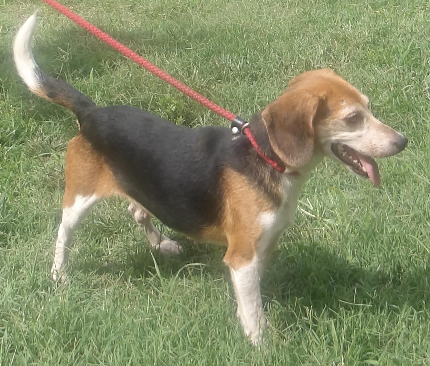 Enlarge Rosemary, a ADOPTABLE Beagle in Gloucester, VA image 5/6
