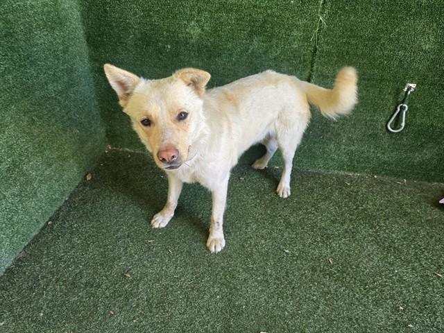 Enlarge MARVEL, a Adoptable mixed breed in Lancaster, CA image 1/1