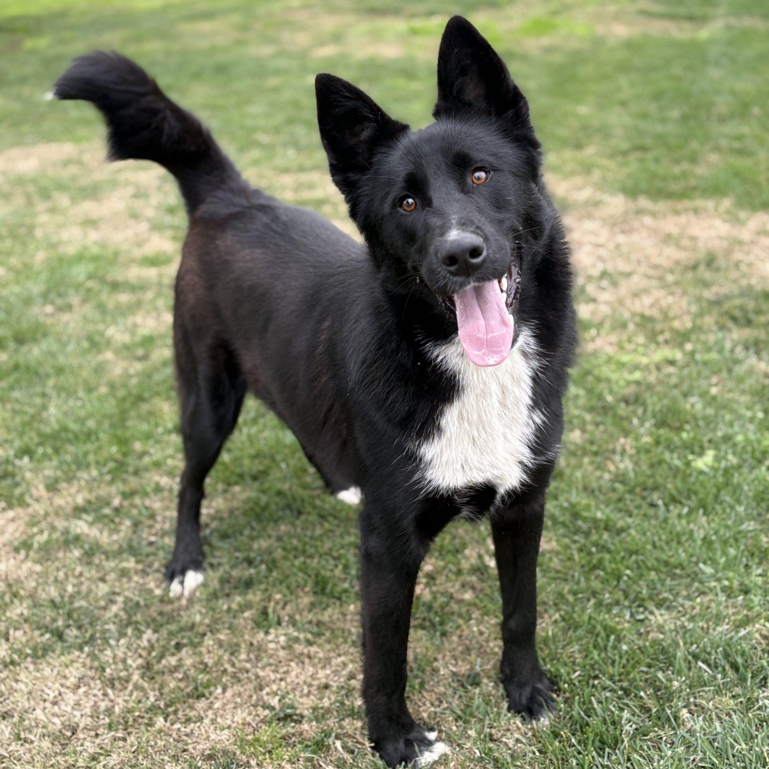 Oso, Adoptable, Young Male Siberian Husky & Mixed Breed.